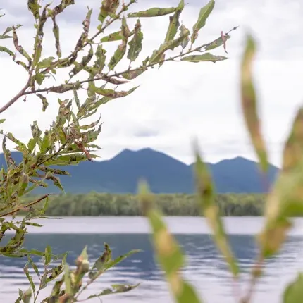 The view of sugarloaf mountian from infront of a lake with vegitation infront of the view