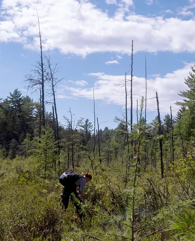 Maya Gilpren surveying the bog for the northern bog lemming